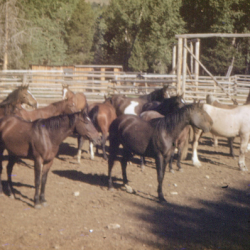 1 Rodeo prep