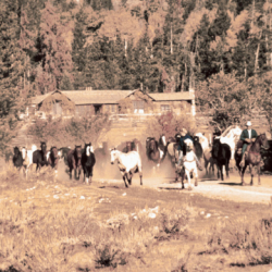 16_horse drive