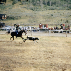 18 Rodeo Competitive