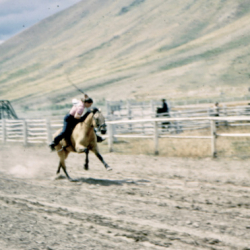 29 rodeo competitive