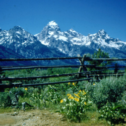 2_The Landscape