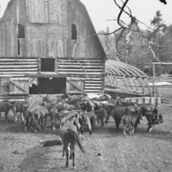 4_Barn Activities