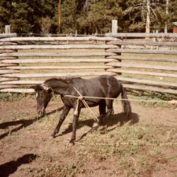 8_Barn Activities